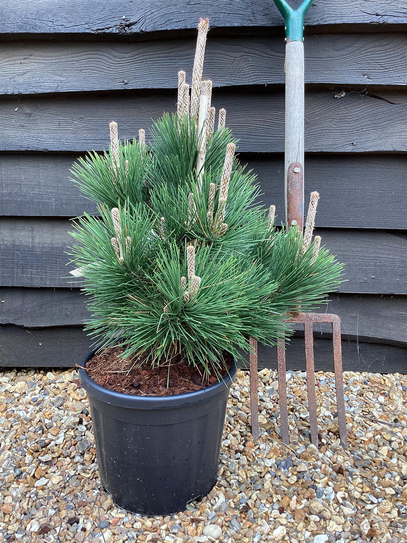 Pinus thunbergii 'Thunderhead' | Japanese black pine 'Thunderhead' - Height 65cm - Width 40-50cm - 11lt