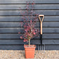 Japanese maple 'Shaina' | Acer palmatum - Bushy - Height 100-130cm - 18-20lt