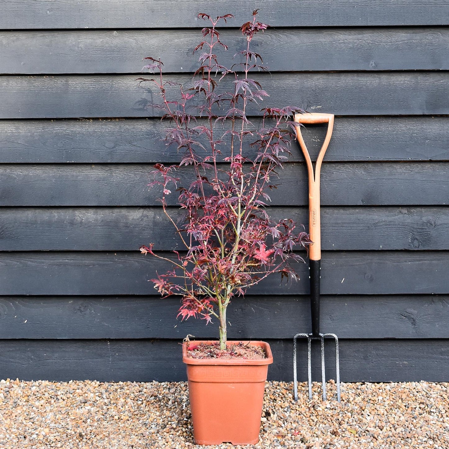 Japanese maple 'Shaina' | Acer palmatum - Bushy - Height 100-130cm - 18-20lt