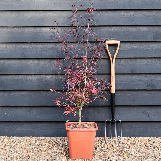 Japanese maple 'Shaina' | Acer palmatum - Bushy - Height 100-130cm - 18-20lt