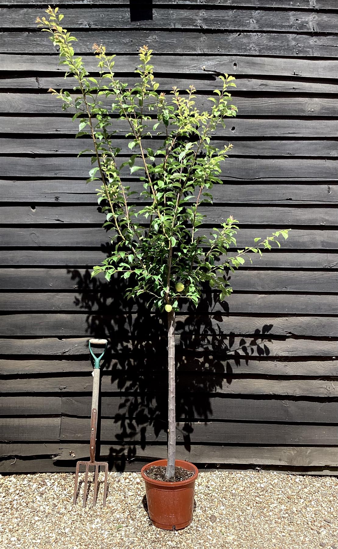 Plum tree 'Stanley' | Prunus domestica - 170-180cm - 30lt