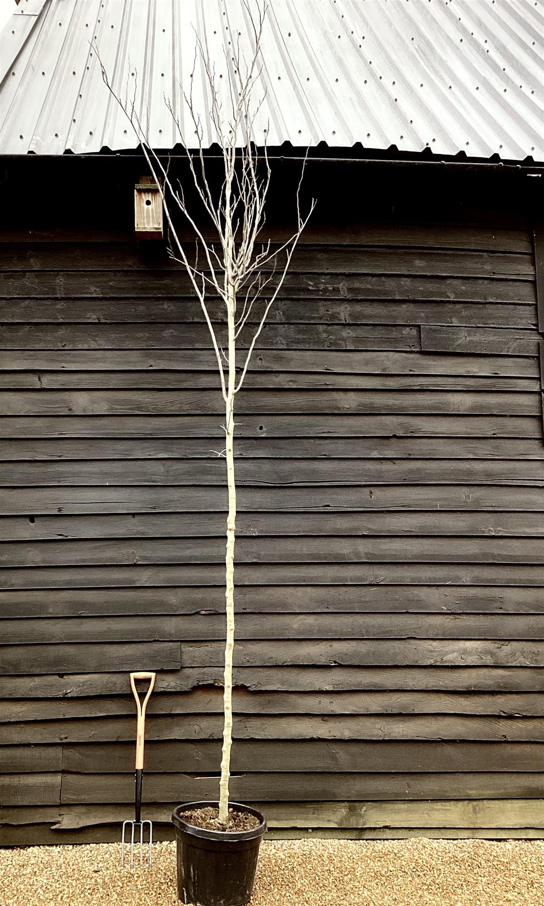 Tilia cordata Pallida - Clear Stem - Standard - Girth 12-14cm - Height 380-390cm - 55lt