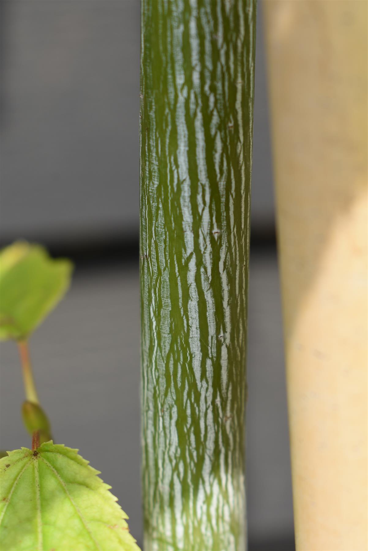 Acer pensylvanicum' | Moosewood Maple - 210-230cm - 20lt