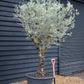 Olive Tree | Olea Europea - Specimen - Straight double branch - Trunk height 70cm - Height 200-220cm - Girth 53cm - 160lt