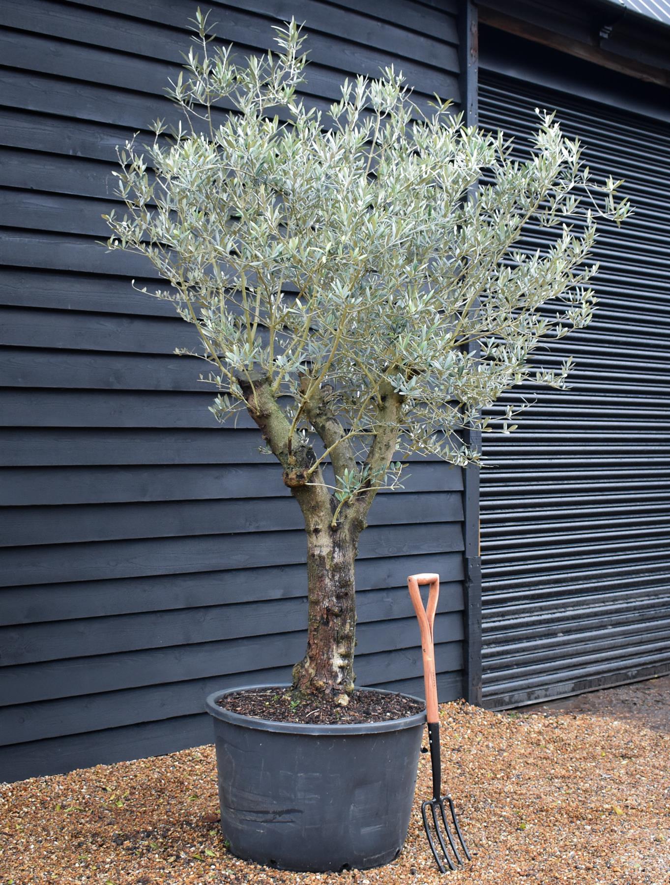 Olive Tree | Olea Europea - Specimen - Straight double branch - Trunk height 70cm - Height 200-220cm - Girth 53cm - 160lt