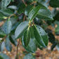 Camellia sasanqua 'Winter's Snowman' - 60-70cm - 12lt