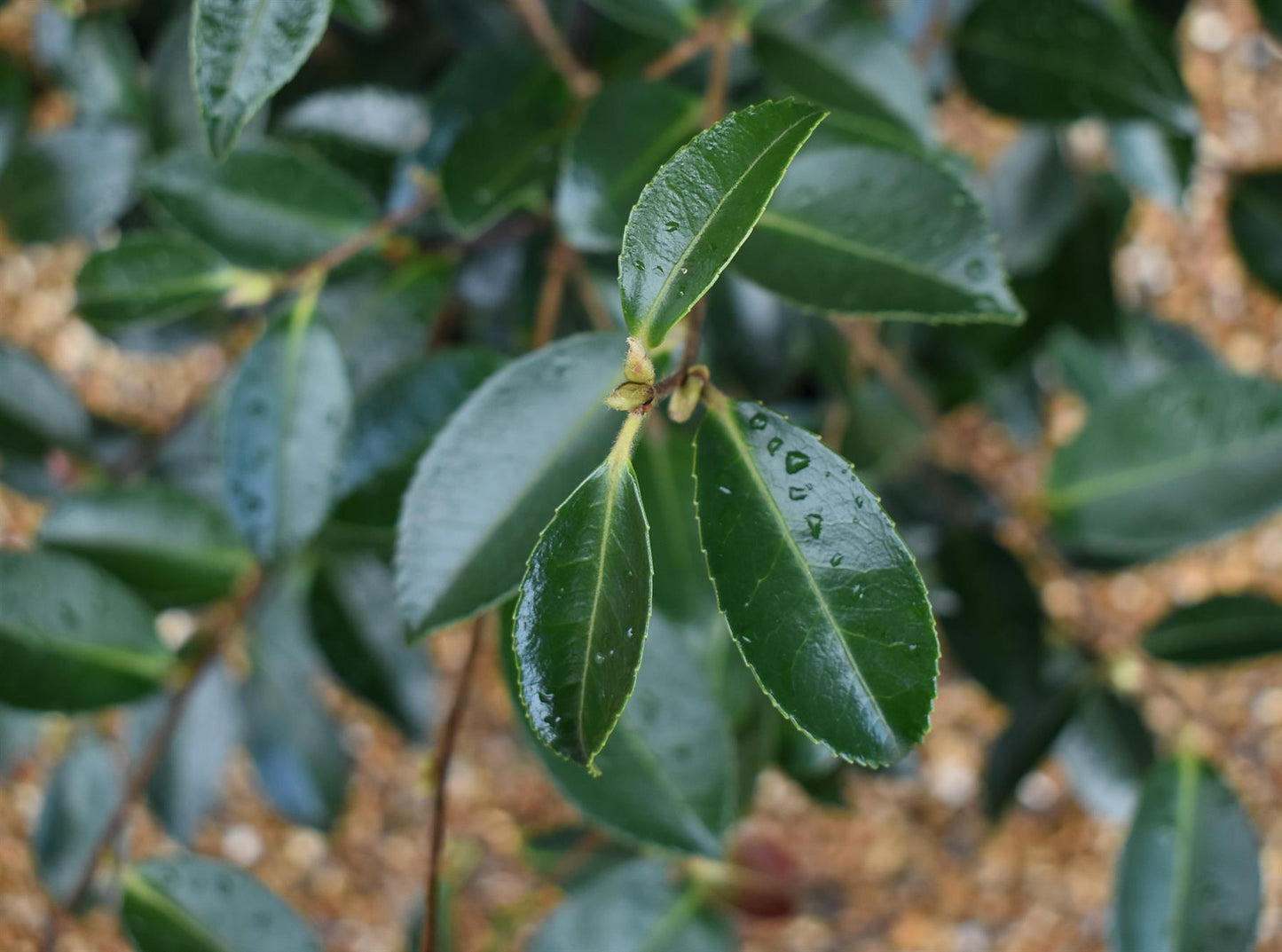 Camellia sasanqua 'Winter's Snowman' - 60-70cm - 12lt