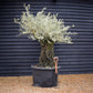 Olive Tree |Olea Europea - Specimen - Straight crown gnarly - Trunk height 90cm - Height 180-200cm - Girth 135cm - 375lt