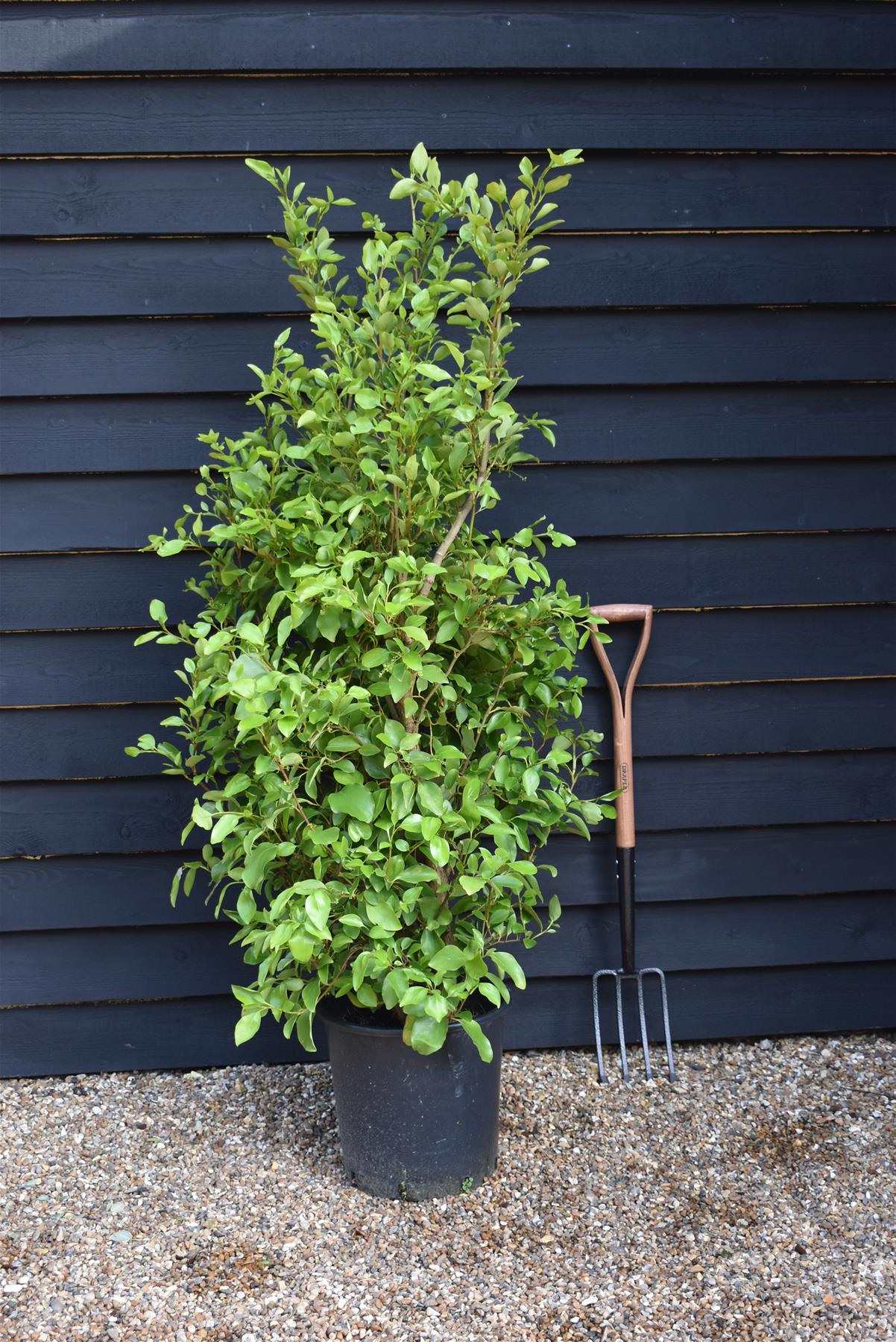 Griselinia littoralis | New Zealand Broadleaf - 140-160cm, 25lt