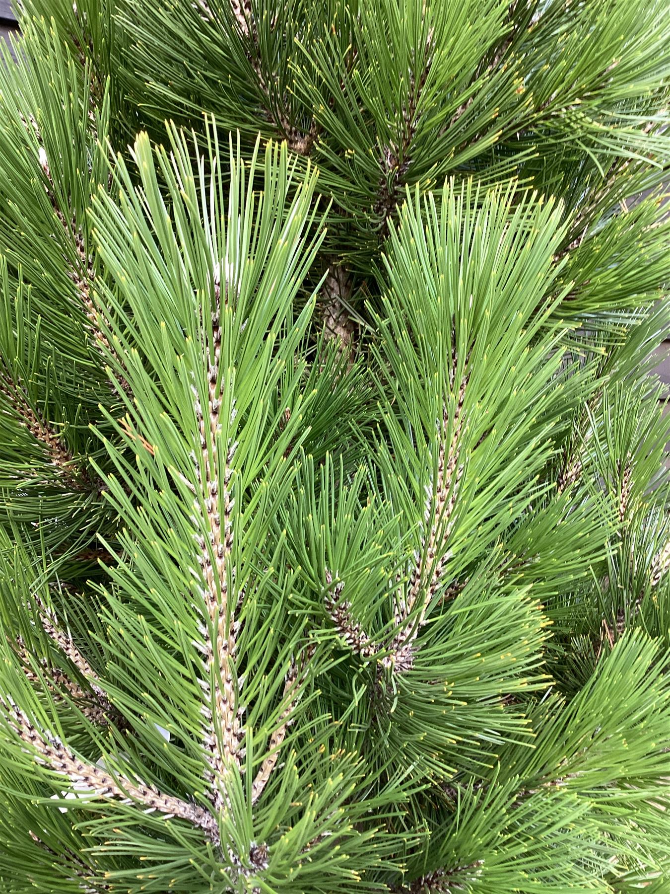 Pinus heldreichii 'Little Dracula' |Bosnian pine 'Little Dracula' - Height 150cm - Width 150cm - 130lt