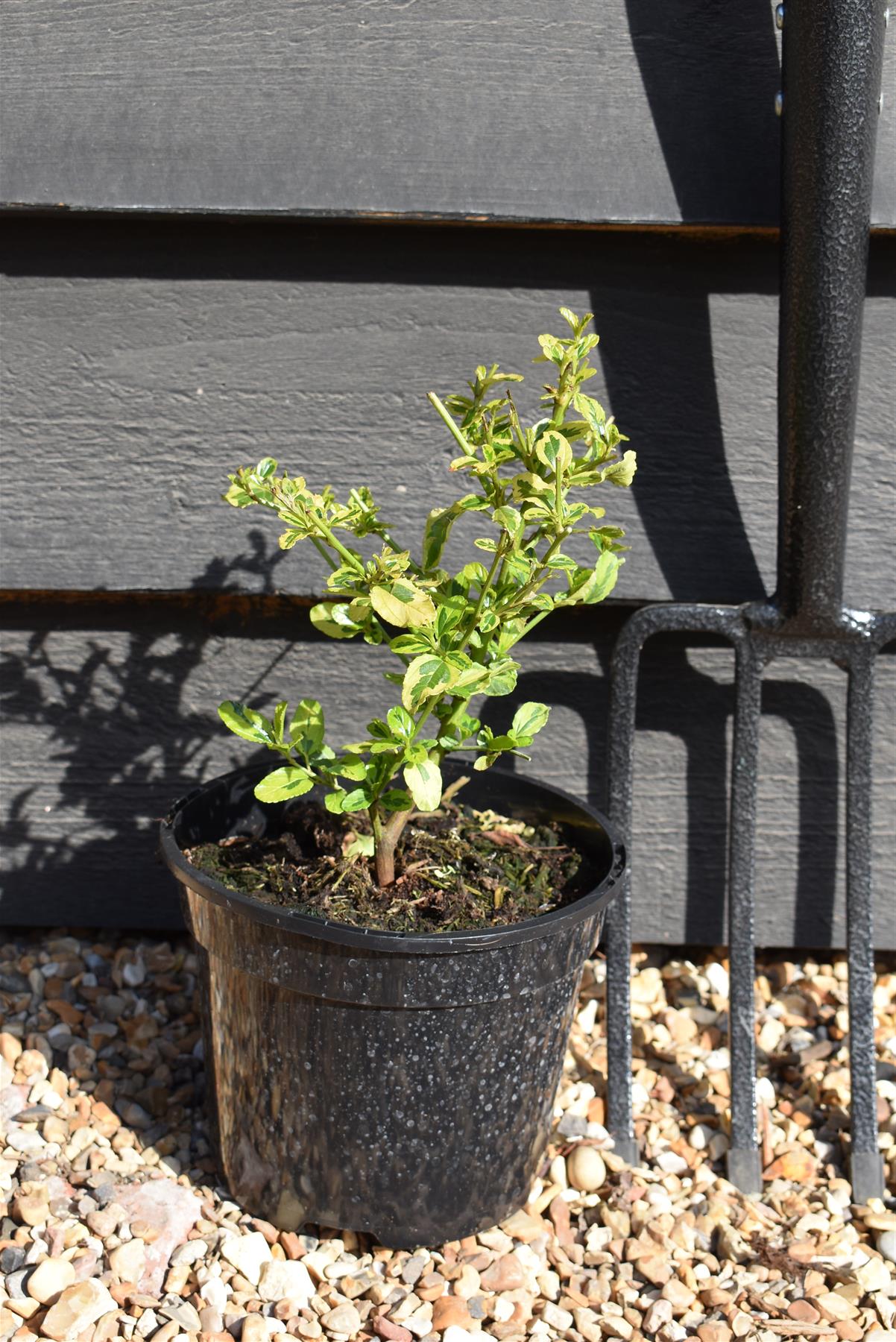 Ceanothus El Dorado | Californian lilac ‘El Dorado' - 15-35cm, 2lt