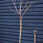 Prunus 'Kanzan' Standard | Cherry ‘Kanzan’ - Standard - Girth 8-10cm -  Height 220-240cm- 30lt