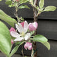 Apple tree 'Red Falstaff' | Malus domestica - M27 - Ultra-Dwarfing - 130-140cm - 10lt