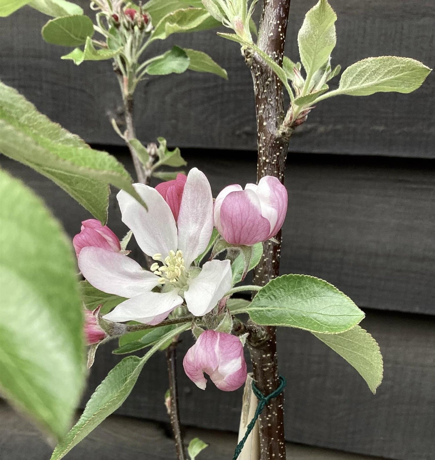 Apple tree 'Red Falstaff' | Malus domestica - M27 - Ultra-Dwarfing - 130-140cm - 10lt