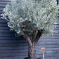 Olive Tree | Olea Picual - Specimen - Triple branch - Height 250-280 cm - 285lt