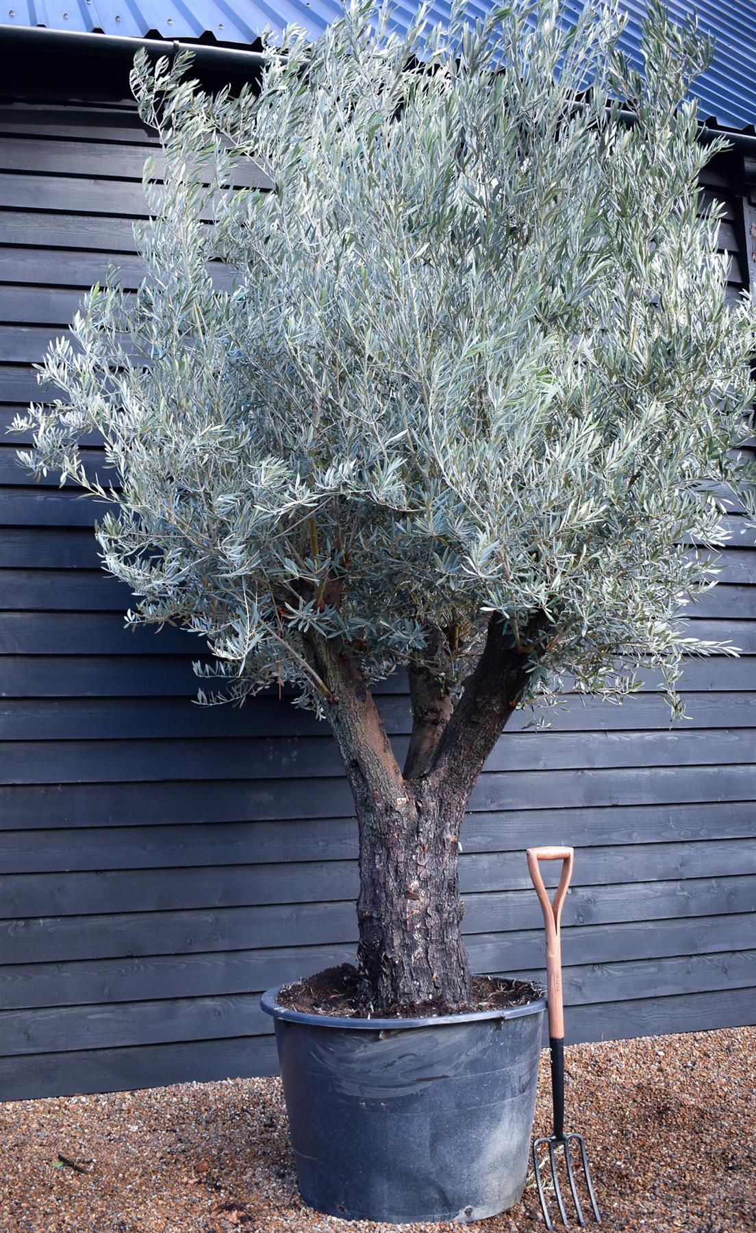 Olive Tree | Olea Picual - Specimen - Triple branch - Height 250-280 cm - 285lt