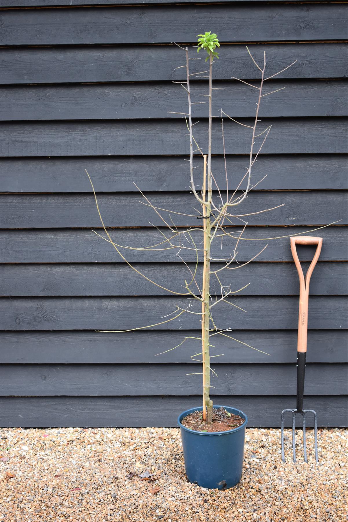 Damson Shropshire Prune on Myrobalan| Prunus insititia - Semi-Vigorous - 140-150cm - 12lt