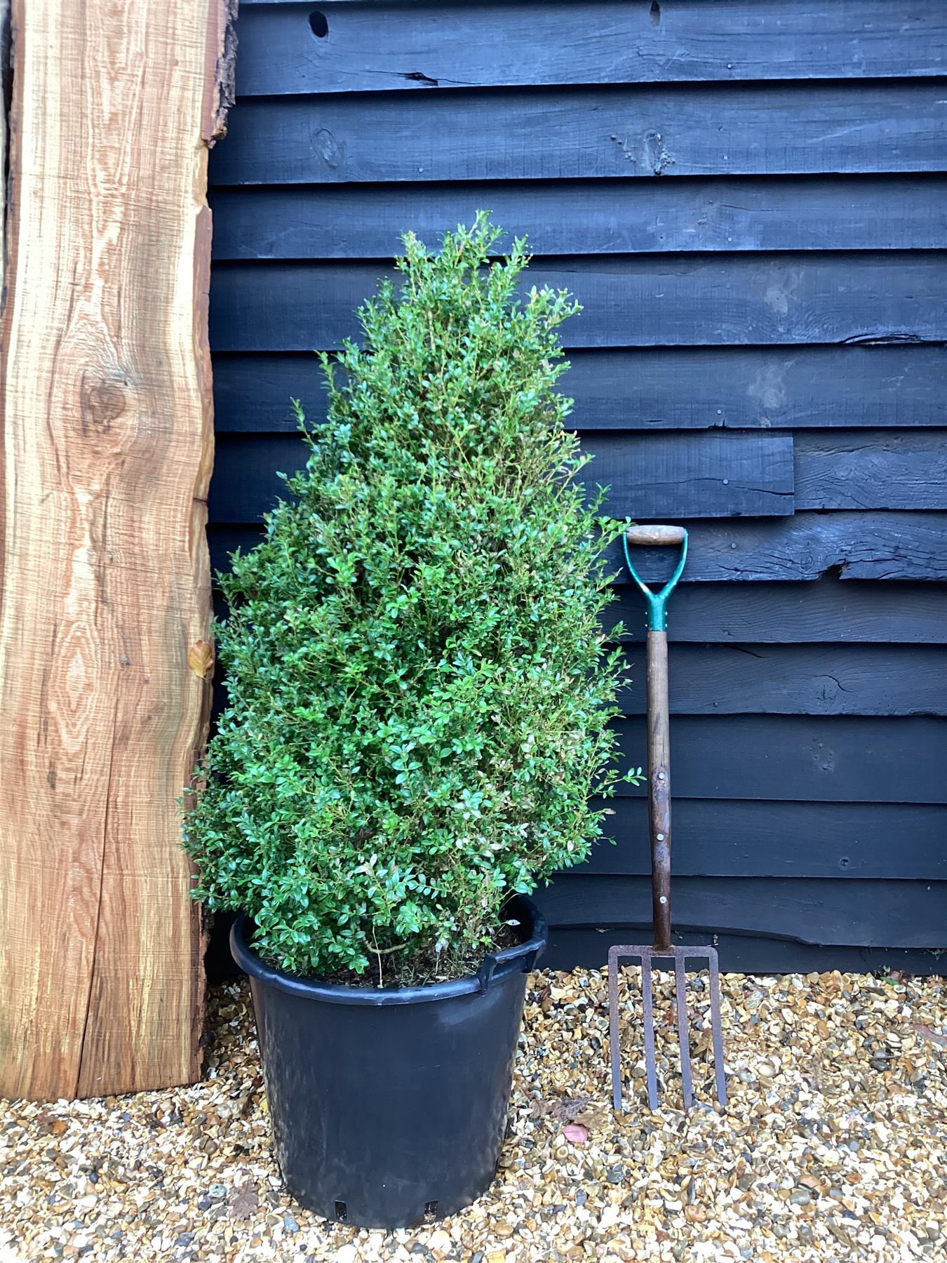 Buxus sempervirens | European Box - 120-150cm, 50lt