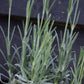 Lavandula x intermedia Exceptional - 10-30cm, 2lt