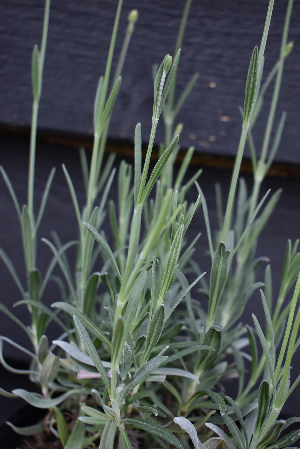 Lavandula x intermedia Exceptional - 10-30cm, 2lt