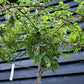 Wisteria floribunda 'Prolific' Purple - Metal Round 'Umbrella' Roof Espalier - Stem 170cm - Height 200cm - 45lt