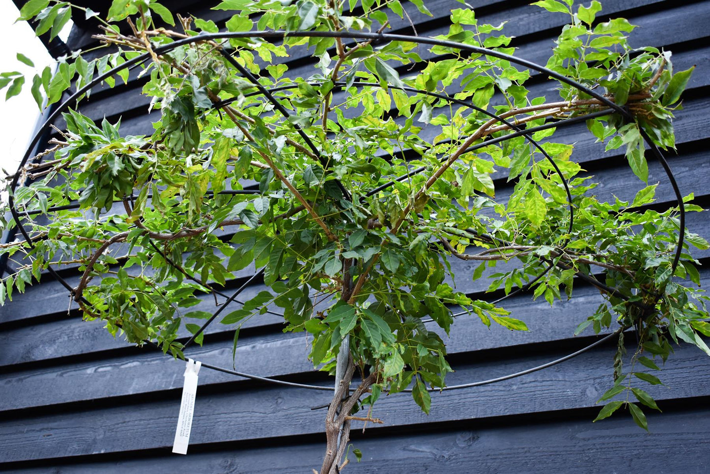 Wisteria floribunda 'Prolific' Purple - Metal Round 'Umbrella' Roof Espalier - Stem 170cm - Height 200cm - 45lt