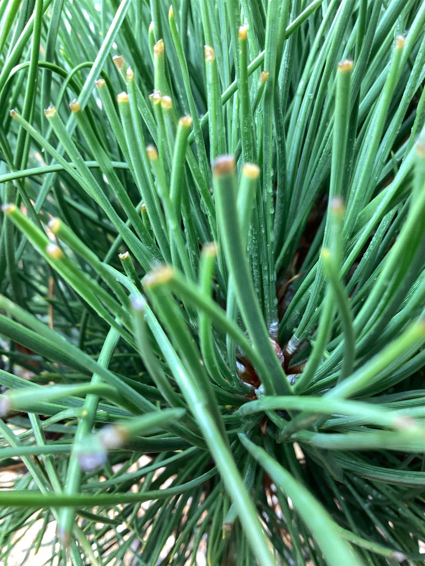 Pinus nigra nigra | European Black Pine - Bonsai Cloud - Height - 85-100cm - 25lt