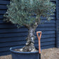 Olive Tree | Olea Europea - Specimen - Leaning double branch gnarly - Trunk height 60cm - Height 170cm - Girth 50cm - 160lt