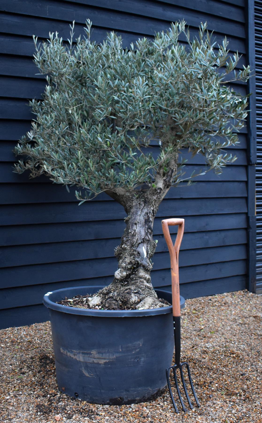 Olive Tree | Olea Europea - Specimen - Leaning double branch gnarly - Trunk height 60cm - Height 170cm - Girth 50cm - 160lt