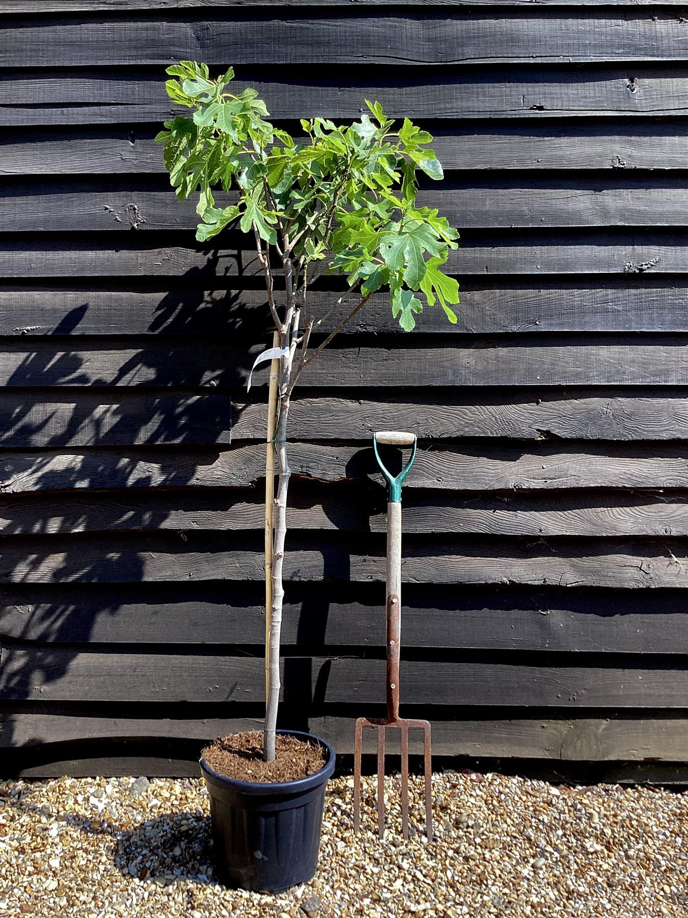 Fig | Ficus carica 'Brown Turkey' - Girth 10-12cm - 120-140cm - 15lt