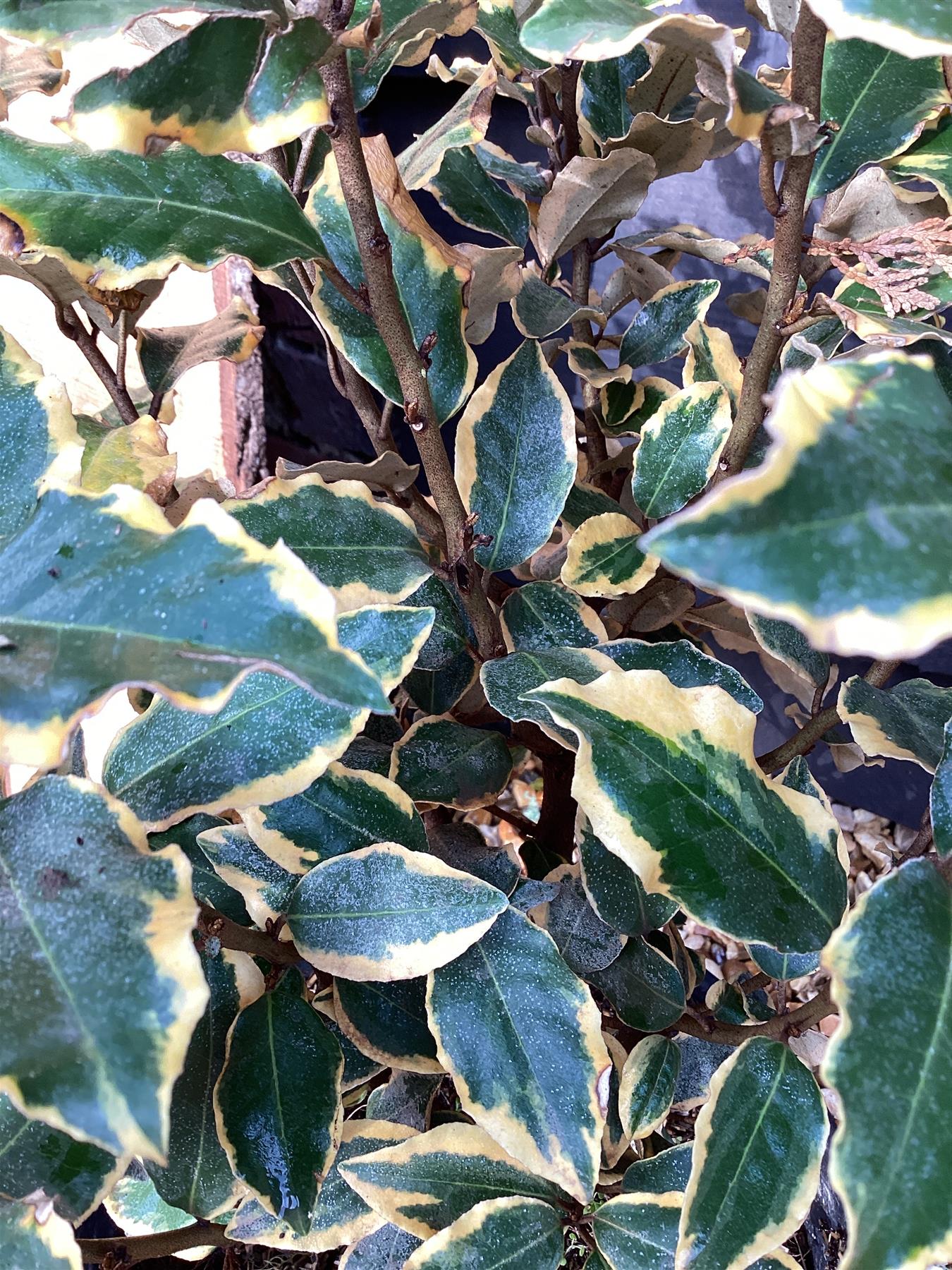 Elaeagnus 'Viveleg' - 60-80cm, 9lt