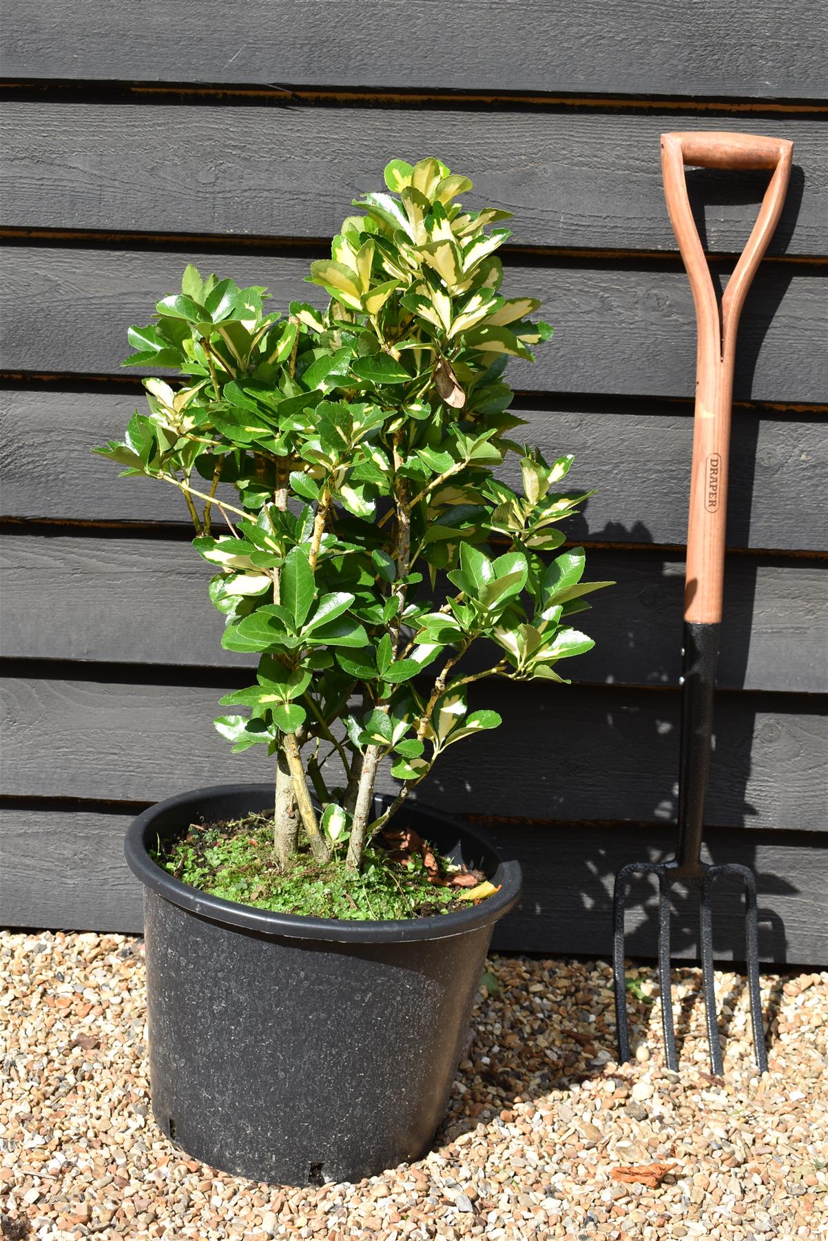 Euonymous Japonica Gold Queen - 60-70cm, 20lt