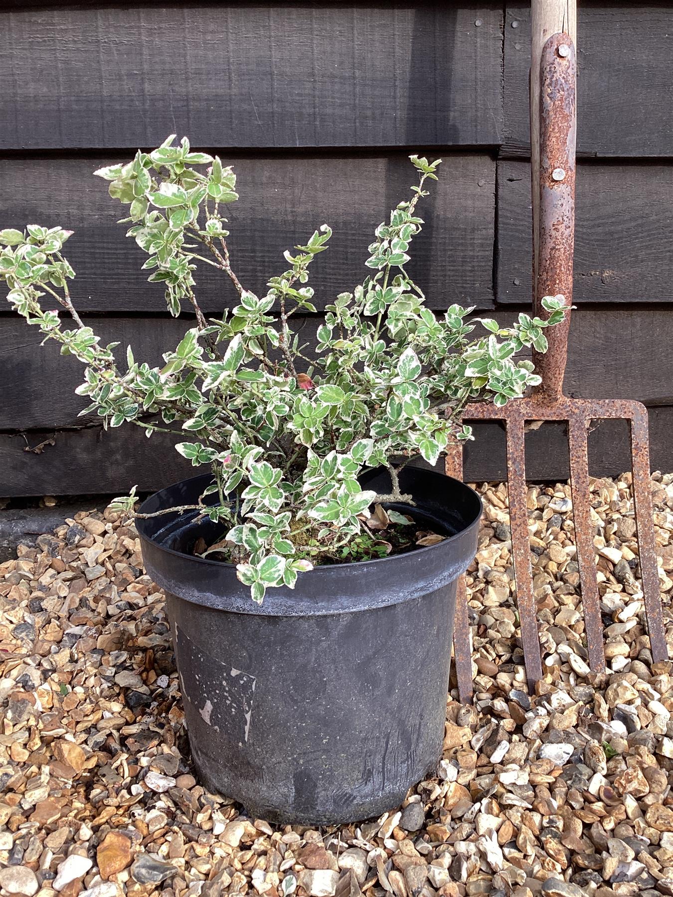 Euonymus Emerald N Gaiety - 60/80cm, 10lt