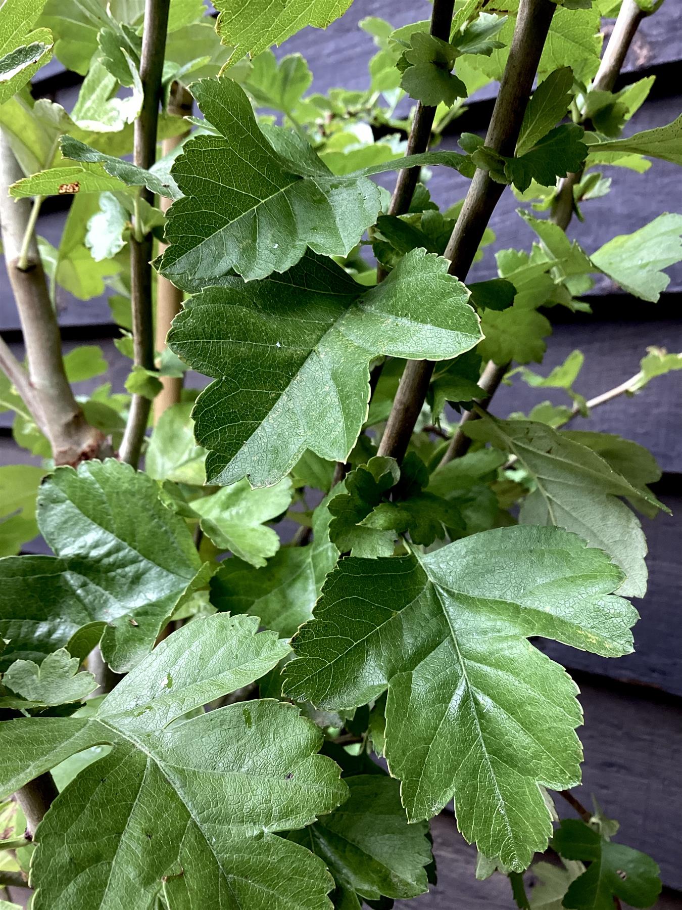 Crataegus Laevigata 'Paul's Scarlet' | Hawthorn 'Paul's Scarlet' - 200-220cm, 10lt