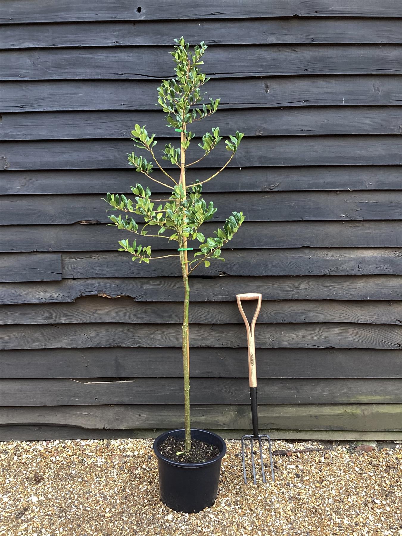 Ilex Aquifolium J.C. Van Tol | Holly 'J.C. van Tol' - 180-190, 20lt