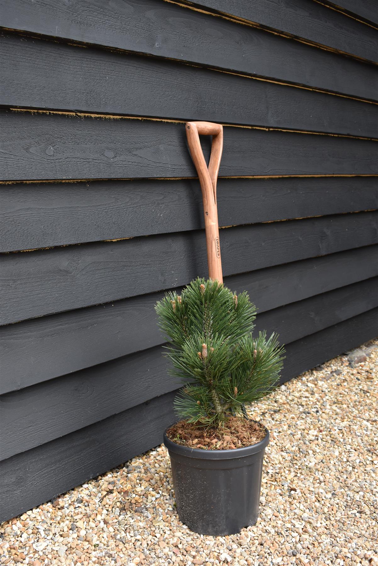 Pinus leucodermis 'Malinki' | Pinus leucodermis 'Malinki' - Height - 55cm - Width 35-40cm - 8lt