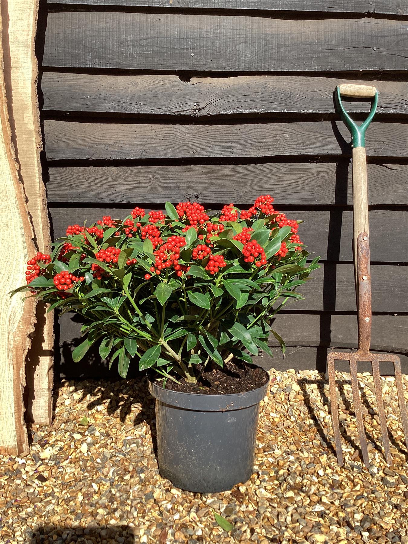 Skimmia Japonica Rubella | Japanese Skimmia - 70-80cm, 15lt