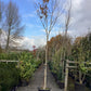 Betula ermanii | Erman's Birch - 400-420cm, 110lt