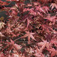 Japanese maple 'Beni-maiko' | Acer palmatum 'Beni-maiko' - Bushy - Height 130-140cm - 20-25lt