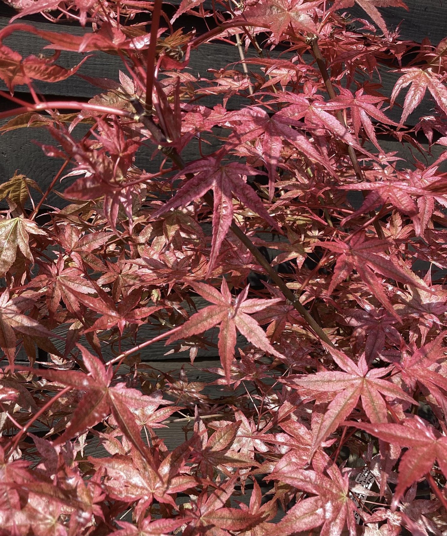 Japanese maple 'Beni-maiko' | Acer palmatum 'Beni-maiko' - Bushy - Height 130-140cm - 20-25lt