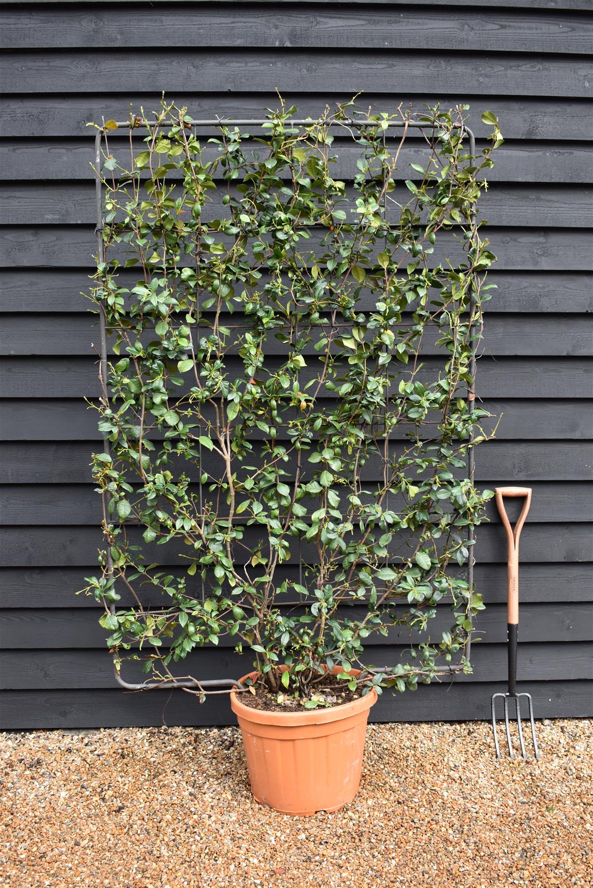 Trachelospermum jasminoides - Frame - 120 x 170cm, 65lt