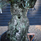 Olive Tree | Olea Europea - Specimen - Straight crown gnarly - Trunk height 100cm - Height 170-200cm - Girth 160cm - 285lt