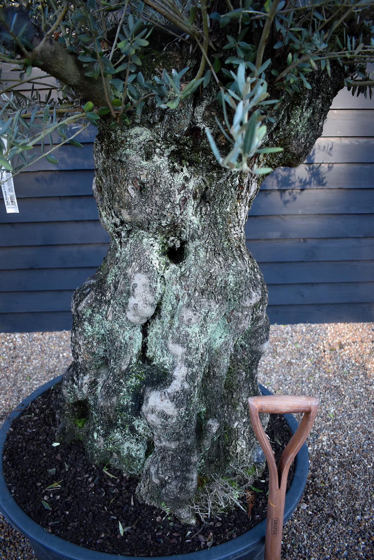 Olive Tree | Olea Europea - Specimen - Straight crown gnarly - Trunk height 100cm - Height 170-200cm - Girth 160cm - 285lt