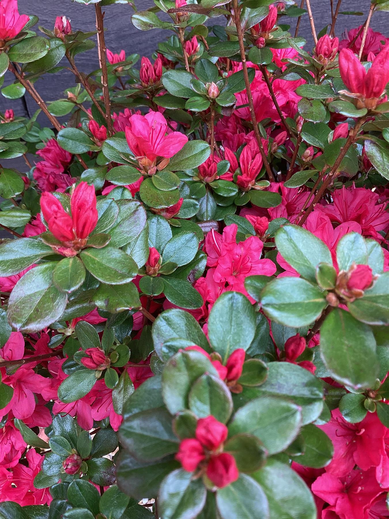 Azalea Japonica Hino Crimson| Rhododendron Hino Crimson - 50-60cm - 7lt