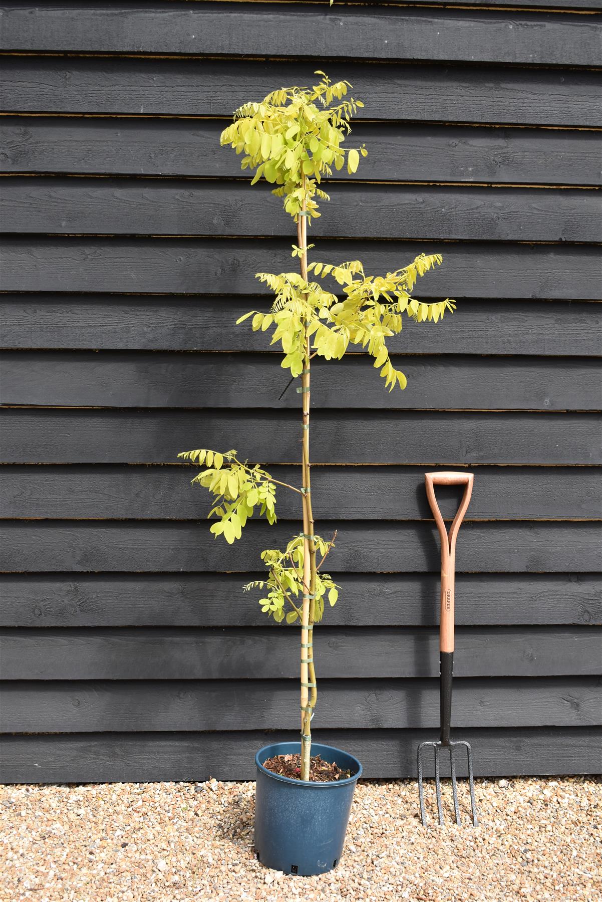 Robinia Pseudoacacia Frisia | Black Locust - 160-190cm - 12lt