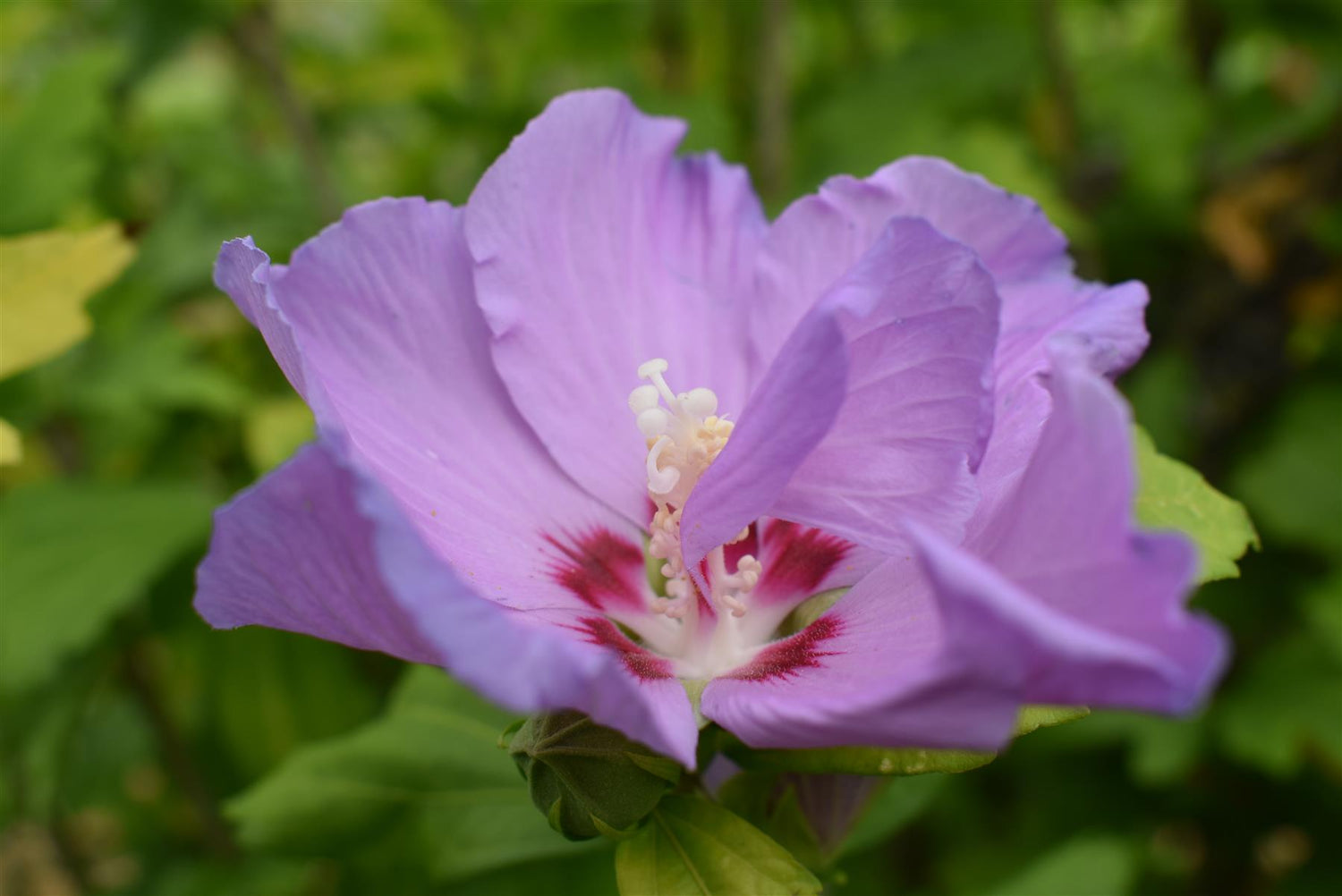 Hibiscus Syriacus | Rose of Sharon - Height 190cm, 45lt