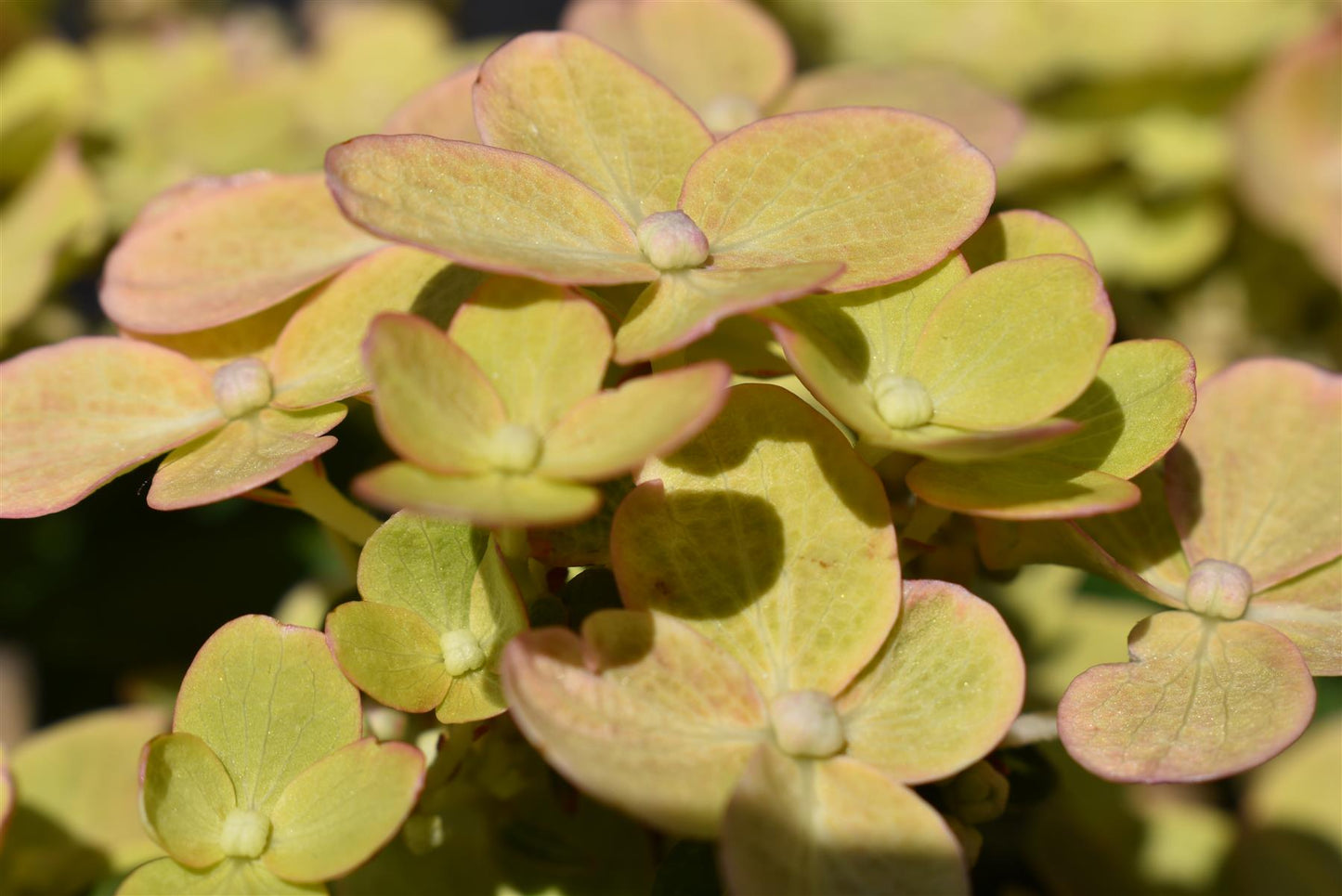 Hydrangea paniculata 'Polestar' - 30-40cm - 5lt