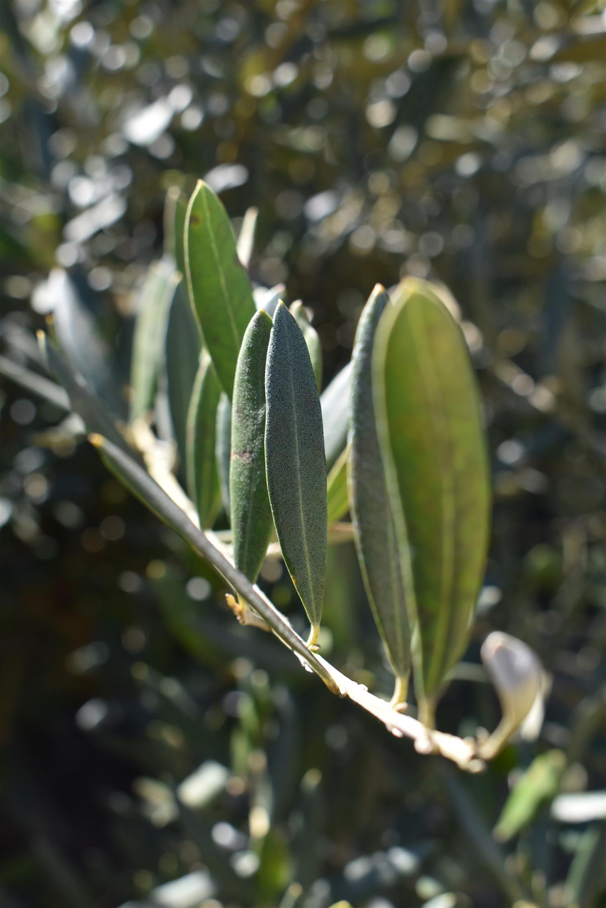 Olive Tree | Olea Europea 1/2 Standard 140cm girth - 200-210cm, 240lt