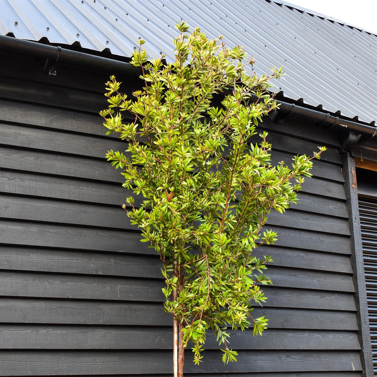 Callistemon citrinus | Standard - Clear Stem - Height 280-340cm - Girth 8-10cm - 20lt