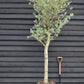 Olive Tree | Olea Europea 1/2 Std - 200-220cm, 50lt